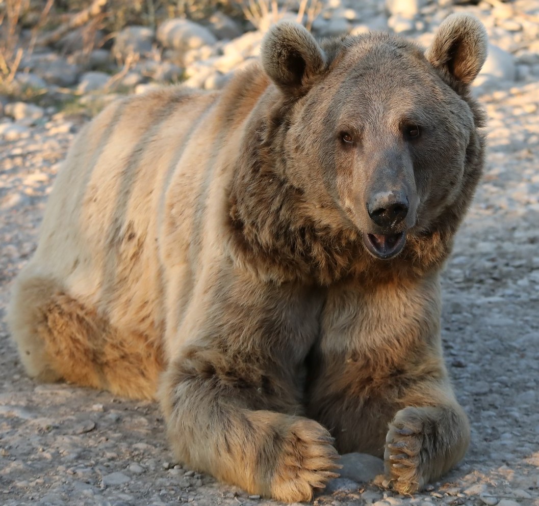 Bubu
