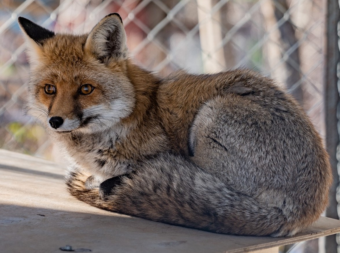 Roki